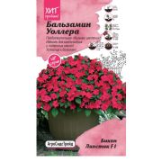 Бальзамин Уоллера Бикон Липстик 5 шт