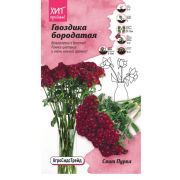 Гвоздика бородатая Свит Пурпл 6 шт