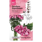 Гвоздика бородатая Свит Роуз Магик 6 шт