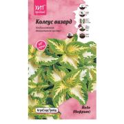 Колеус Визард Йеде (Нефрит) 10 шт