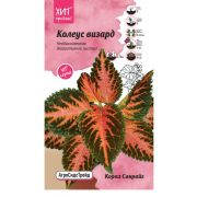 Колеус Визард Корал Санрайз 10 шт