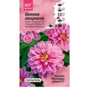 Цинния Махровая Захара Расберри Риппл F1 5 шт